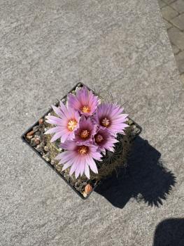 Thelocactus knuthianus